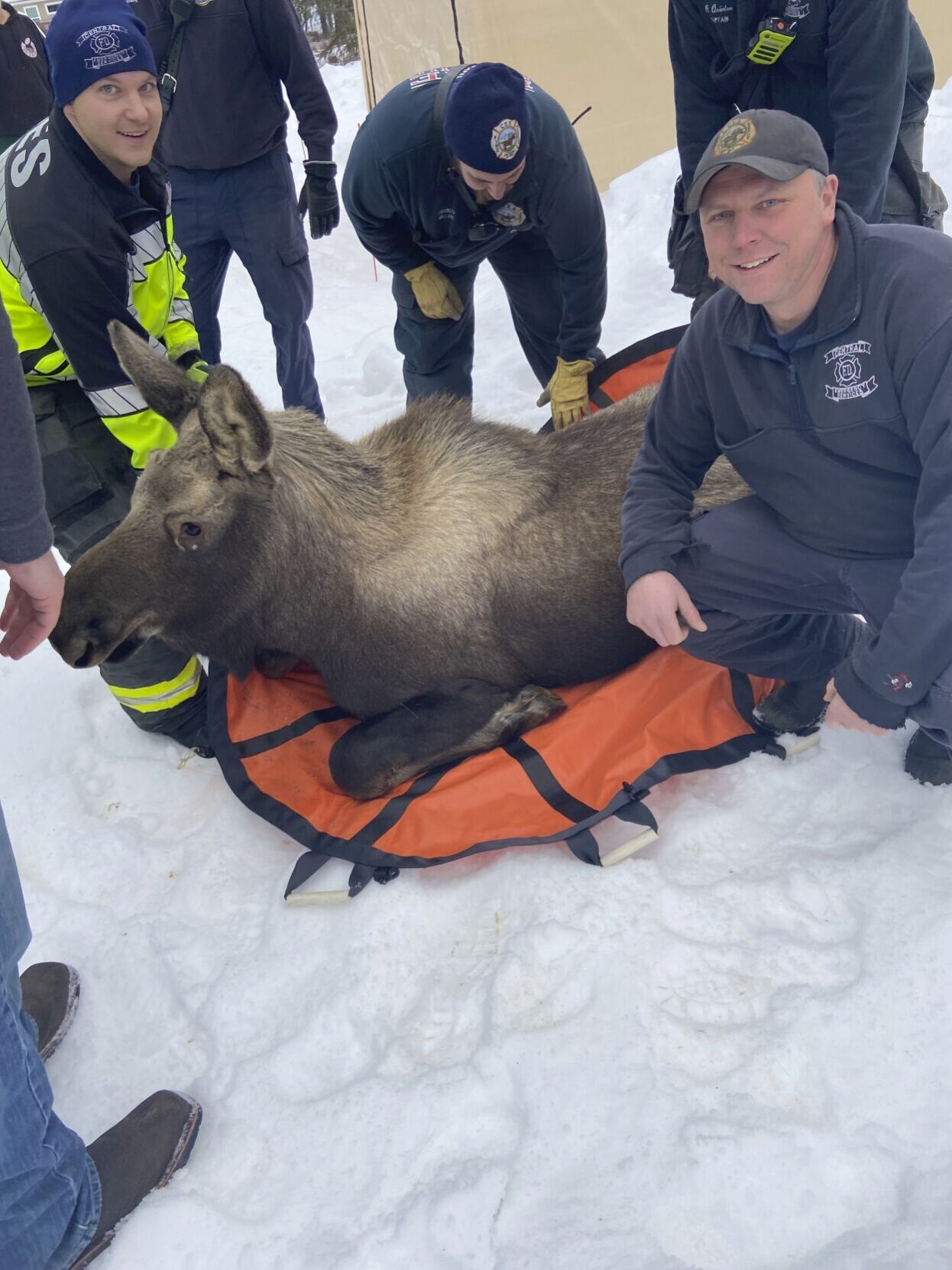 Alaska-Moose Rescue